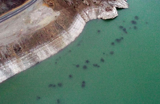 Erzurum'da baraj gölündeki balıkların kümeler halinde durmasının nedeni ortaya çıktı