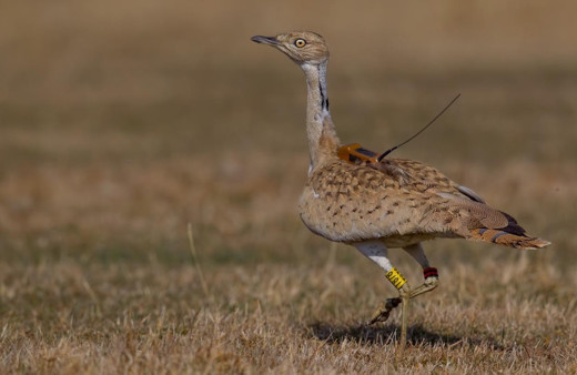 Türkiye'de görüldü! İlk kez böyle bir kuş türüyle karşılaştılar