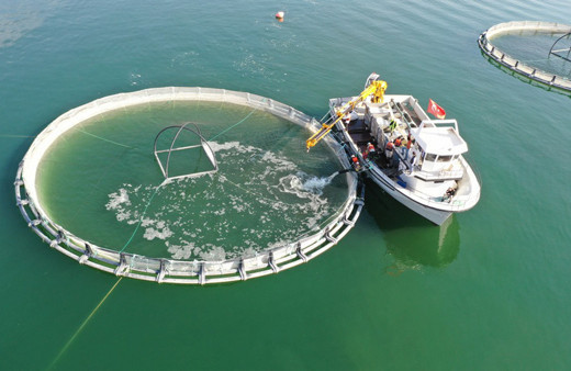 Denizi olmayan Kayseri'de yetişiyor! 'Türk somonu' Japonya ve Rusya'ya ihraç ediliyor