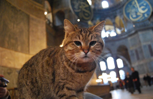 Ayasofya'nın kedisi Gli'den üzücü haber