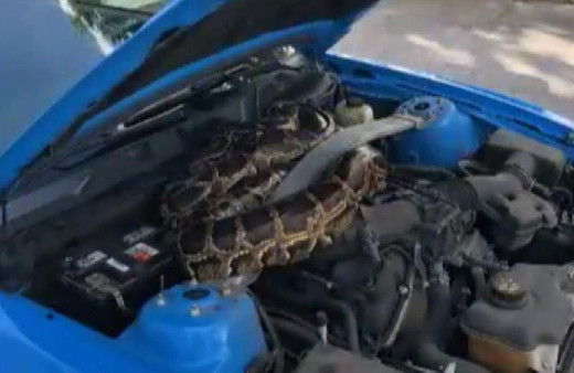 ABD’de lüks aracın kaputundan 3 metrelik dev piton çıktı