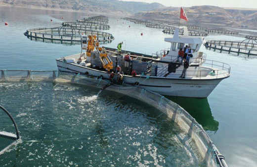 Türk somonu 11 ayda 1 milyar dolar ihracatla Norveç'e rakip oldu