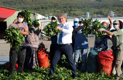 Zonguldak'ta ilk tesisi kurdu dünyaya ihraç ediyor! Kilosu 3,5 TL