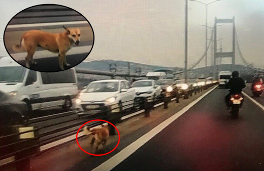 İstanbul'da köprüde şaşkına çeviren manzara! Escort eşliğinde karşıya geçti