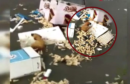 İzmir'de tsunamide hayatta kalmaya çalıştı! Köpeğin zor anları kamerada