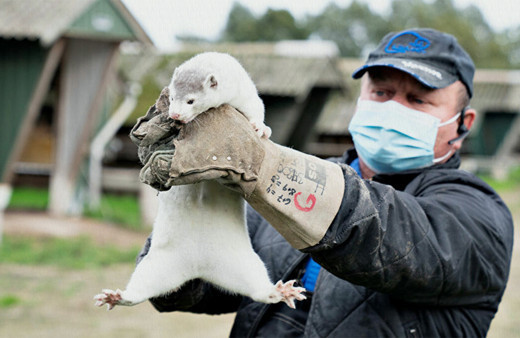 Avrupa'daki vizon koronavirüsü aşı adaylarını tehlikeye düşürebilir
