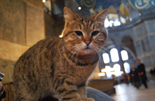 Ayasofya'nın kedisi Gli yaşamını yitirdi! İstanbul Valisi Yerlikaya haberi duyurdu