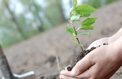 Geleceğe Nefes Ol fidan dikme nasıl olur katılım belgesi sorgulama