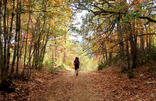 Türkiye'de tek! Isparta'daki bu ormana randevusuz girilmiyor