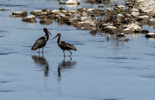Aksaray'da ortaya çıktı! Çok nadir görüntüleniyor
