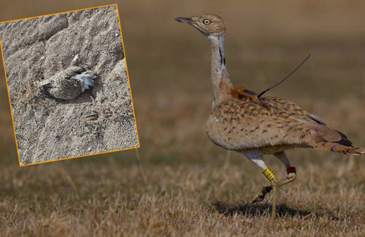 Trabzon'da bakımı yapılıp doğaya salınan koruma altındaki kuş Yozgat'ta öldürüldü