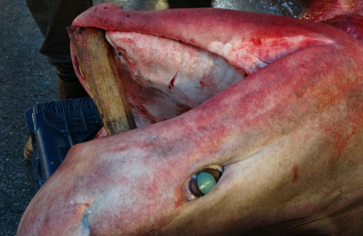 Mersin'de yakalandı 5 metre uzunluğunda balıkçılar 5 saatte çıkarabildi
