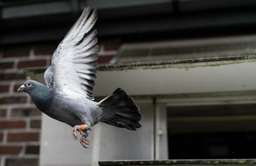Dünyanın en pahalı güvercini satıldı! Fiyatı dudak uçuklattı