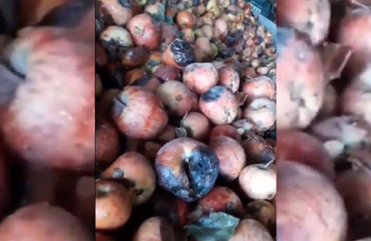 İğrenç görüntü! Çürük elmalar işte böyle meyve suyu oluyor ne içtiğinize bir bakın