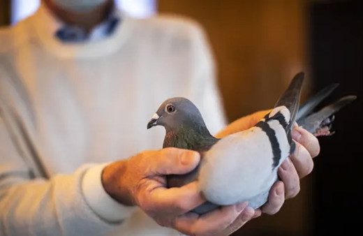 Bu güvercin 14.5 milyon liraya satıldı