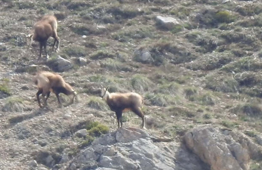 Erzincan'da ortaya çıktı! Şamualar sürü halinde görüntülendi