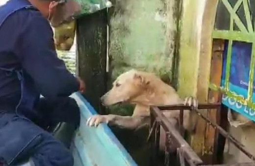 Dünya Meksika'da çekilen bu videoyu konuşuyor! İzlenme rekorları kırdı