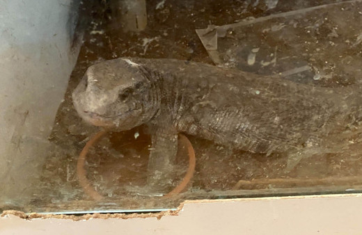 İstanbul'da ele geçirildi! Evden çıkanlar görenleri şok etti