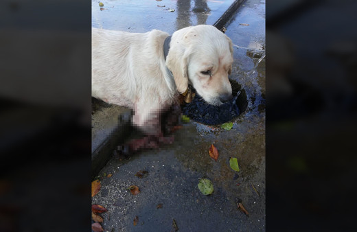 Samsun'da iki bacağı kesilmiş halde yavru köpek bulundu