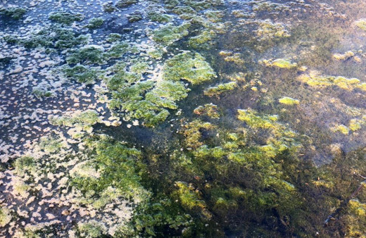 Antalya'da korkutan görüntü! Sağlık bakımından riskler taşıyor