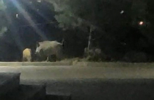 Domuz sürüsü üniversite içerisine girip yiyecek aradı