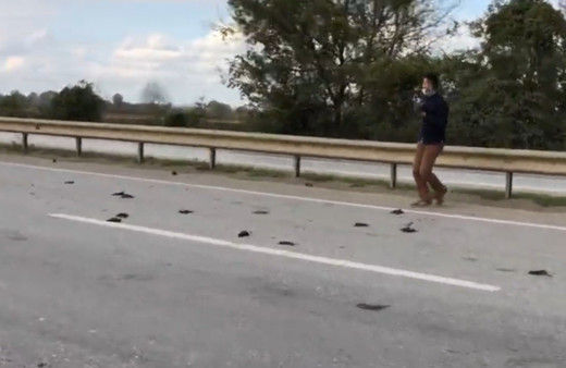 Sakarya'da karayolunda şok eden manzara! Onlarcası ölü halde bulundu