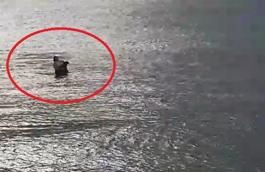 Kocaeli'de insanlık ölmemiş dedirten görüntü! Kadın kıyafetleriyle denize girip kurtardı