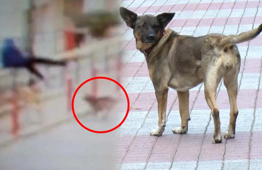 İstanbul'da köpekten kaçarken metrelerce yüksekten düştü