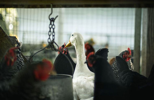 Fransa’da 'kuş gribi' paniği başladı