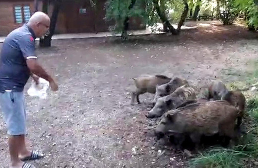 Yiyecek bulmak için sahile inen domuz sürüsünü elleri ile besledi!