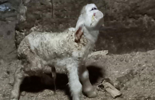 Manisa'da farklı yüz yapısıyla doğan kuzu 2 gün yaşayabildi