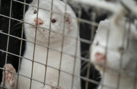 Fransa'da vizonlarda ilk defa koronavirüs tespit edildi