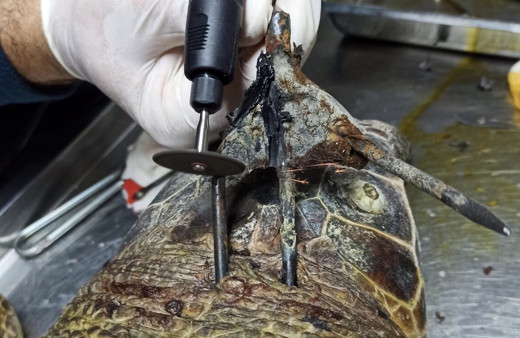 Antalya'da bunu yapan insan olamaz! Dehşete düşüren görüntü