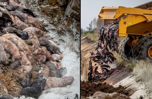 Danimarka şokta panik büyüyor! Kedilere sıçradı hepsi öldürüldü