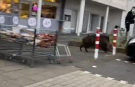 Almanya’da aç kalan yaban domuzu süpermarkete daldı