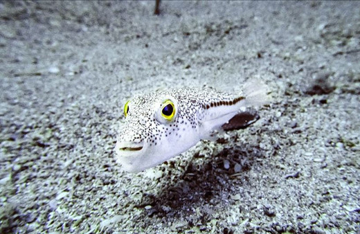 Balon balığı avcılığı için bu yıl kuyruk başına 5 lira destek ödemesi yapılacak