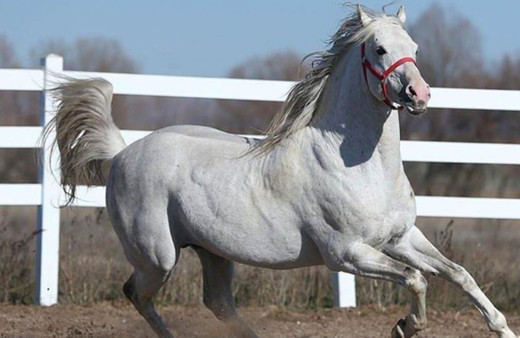 Katarlılar şampiyon atların spermlerini de satın aldı