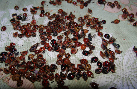 Rize'de 6 mahalleyi uğur böcekleri istila etti! Evlerin içine bile yuva yapıyorlar