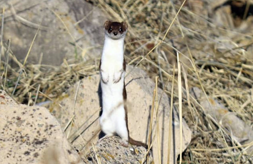 Tunceli'de ortaya çıktı! Nesli tükenmek üzere yer altında gizleniyor