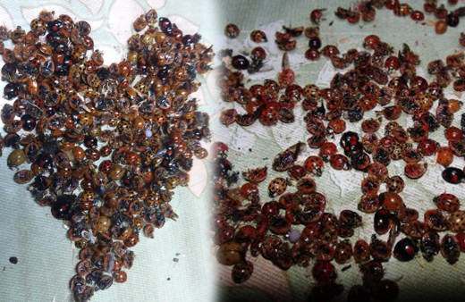 Rize'de bu böcekler evleri istila ettiler! Uzmanlar sırrını açıkladı