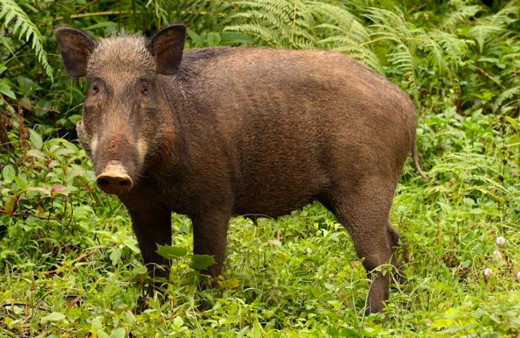 Tunceli'de yaban domuzunun saldırısına uğrayan kişi yaralandı