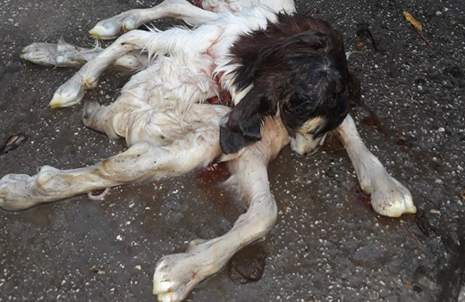 Adana'da şaşkına çeviren olay: İlk kez böyle bir şey gördüm