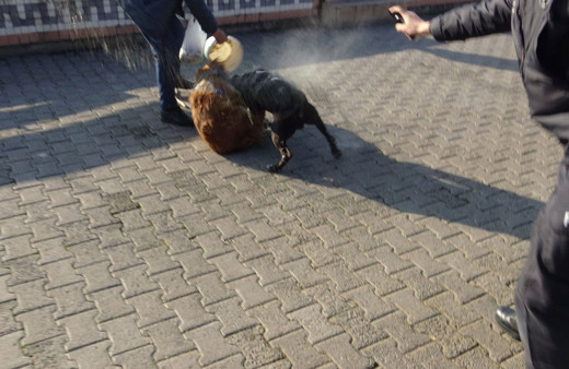 Pitbullu kavgayı polis biber gazıyla ayırmaya çalıştı