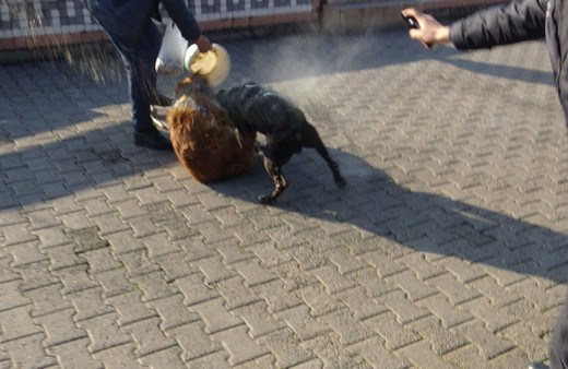 Zonguldak'ta pitbull boğarak öldürdü kimse elinden alamadı o anlar görüntülendi