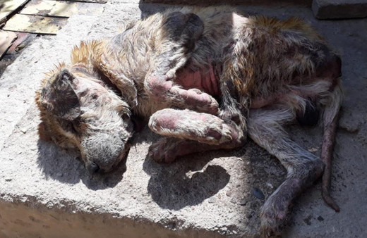 Aydın'da iyilik ve merhametin dokunduğu 'Koca Oğlan'ın şimdiki hali şaşırttı!