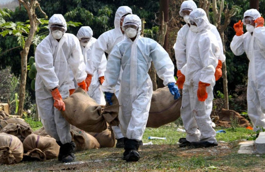 Japonya’da kuş grini paniği! Şu ana kadar sekiz eyalette görüldü