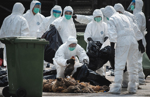 Japonya Dünya'yı tedirgin ediyor! Kuş gribi salgını 2 eyalete daha sıçradı