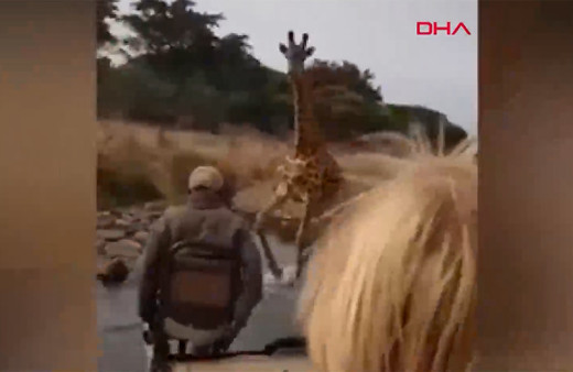 Kenya'da turistlerin kızgın zürafa ile imtihanı