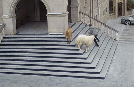 Sürüden kaçan keçi ve koyunlar Nevşehir Belediyesini bastı