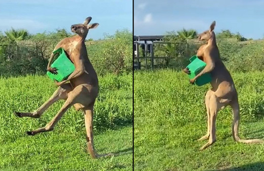 Dünya bu kangurunun görüntüsünü konuşuyor! Sosyal medyada paylaşım rekoru kırdı